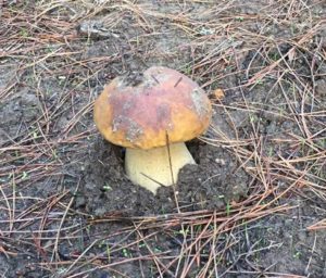 first-boletus-edulis-of-the-season-by-jackie-baas