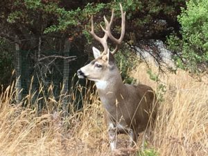 four-point-buck-watching-an-equestrian-and-her-horse-by-steve-coffey-smith