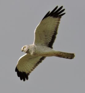 male-northern-harrier-by-eric-zetterholm