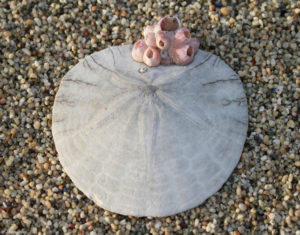 sand-dollar-with-rare-barnacles-paraconcavus-pacificus-by-jackie-sones