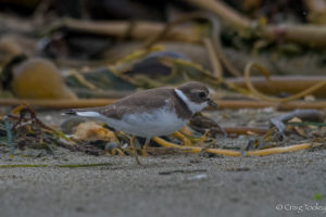 semipalmated-plover-taking-a-walk-on-the-beach-by-craig-tooley