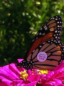 tagged-monarcy-butterfly-by-jane-simmonds