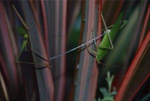 two-katydids-mating-by-susie-chapler