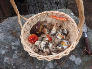 a-basket-of-mushrooms-by-jeanne-jackson