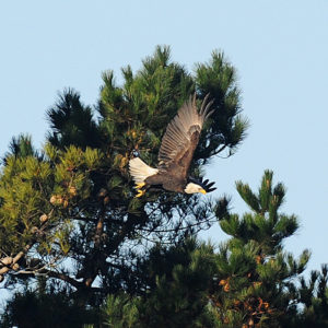 adult-bald-eagle-by-ken-bailey