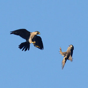 adult-peregrine-falcon-on-the-left-reprimanding-a-juvenile-by-ken-bailey