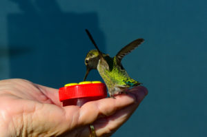 an-annas-hummingbird-lands-on-janice-batchelders-hand-by-john-batchelder