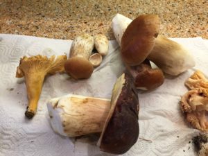 chanterelle-queen-bolete-and-king-boletes-by-rozann-grunig