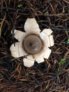 earthstar-by-lucy-payne