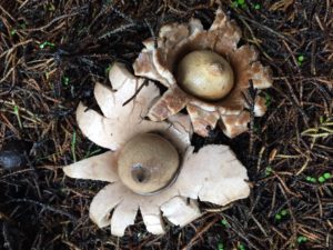 earthstars-by-lucy-payne