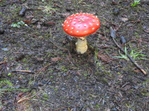 fly-amanita-by-jeanne-jackson