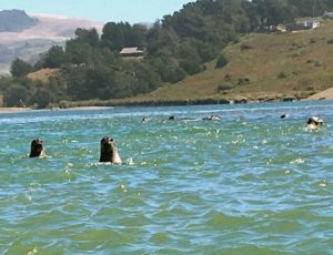 harbor-seals-looking-at-me-by-beth-kattleman