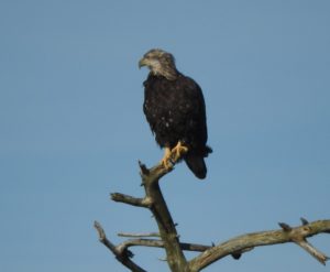 immature-bald-eagle-by-jeanne-jackson