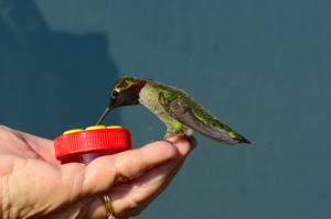 janice-batchelder-with-a-handheld-hummingbird-feeder-by-john-batchelder