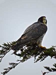 peregrine-falcon-1-by-eric-zetterholm