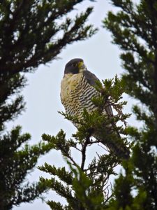 peregrine-falcon-2-by-eric-zetterholm