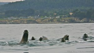 sea-lions-seen-from-a-kayak-june-by-craig-tooley