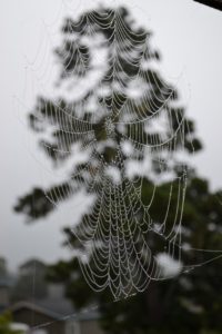 spider-web-jewels-by-don-spear