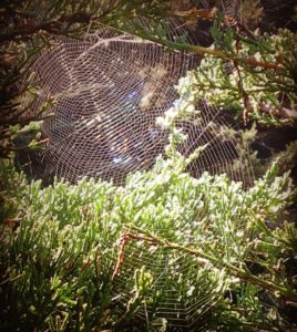 spider-webs-by-beth-kattleman