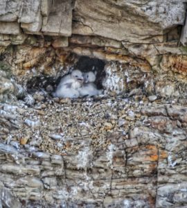 two-downy-peregrine-falcon-chicks-by-michael-beattie