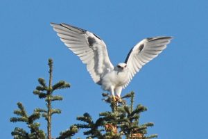 white-tailed-kite-by-allen-vinson