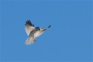 white-tailed-kite-by-allen-vinson