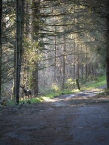 a-buck-in-the-forest-by-klaus-doebler