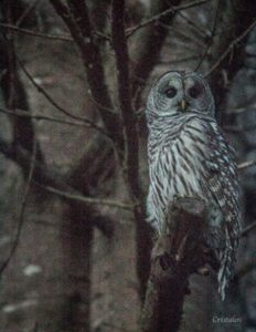 barred-owl-by-allen-francis