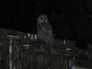 barred-owl-by-lita-gitt