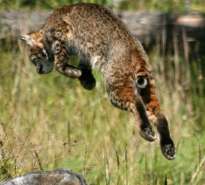 bobcat-leaping-by-drew-fagan-medium