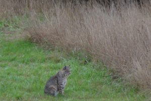 bobcat-by-clay-yale