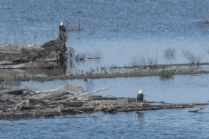 two-bald-eagles-in-the-gualala-river-by-chris-beach