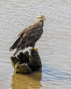 young-bald-eagle-by-chris-beach