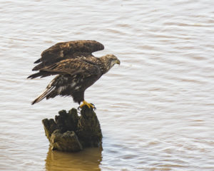 young-bald-eagle-stretches-its-wings-by-chris-beach