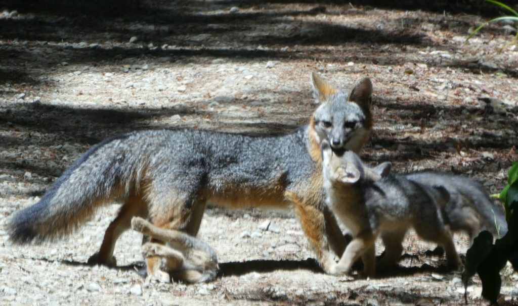 Gray Fox Family Mendonoma Sightings