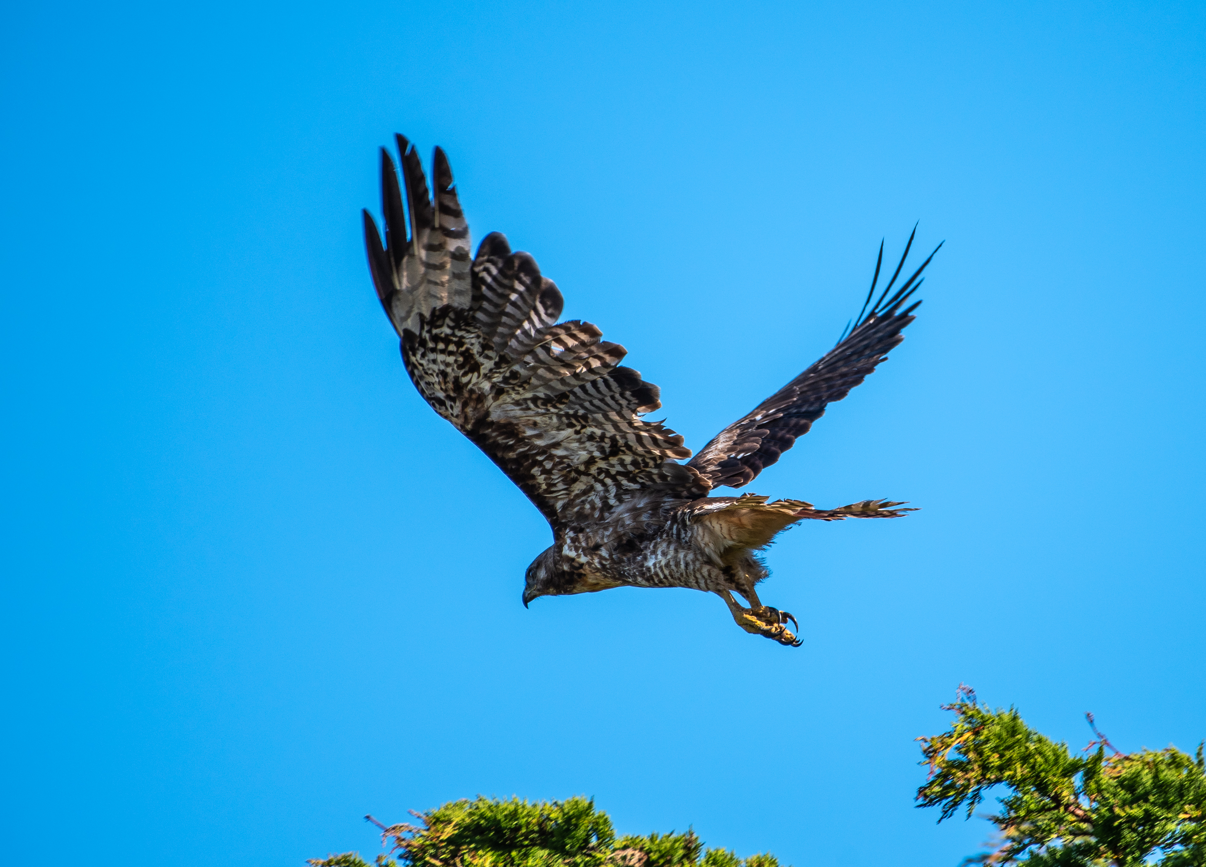 caw hawk sounds