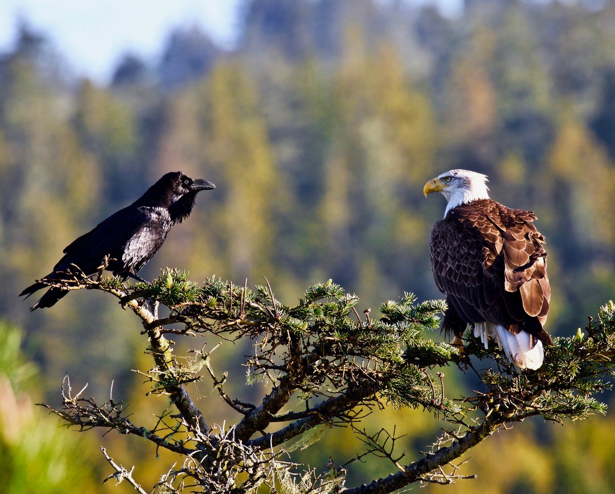Raven and a Bald Eagle – Mendonoma Sightings