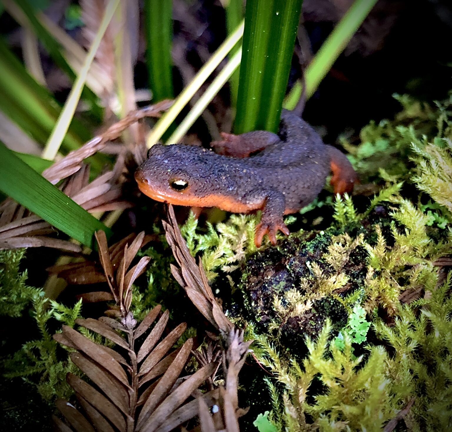 Rough skinned Newt Mendonoma Sightings