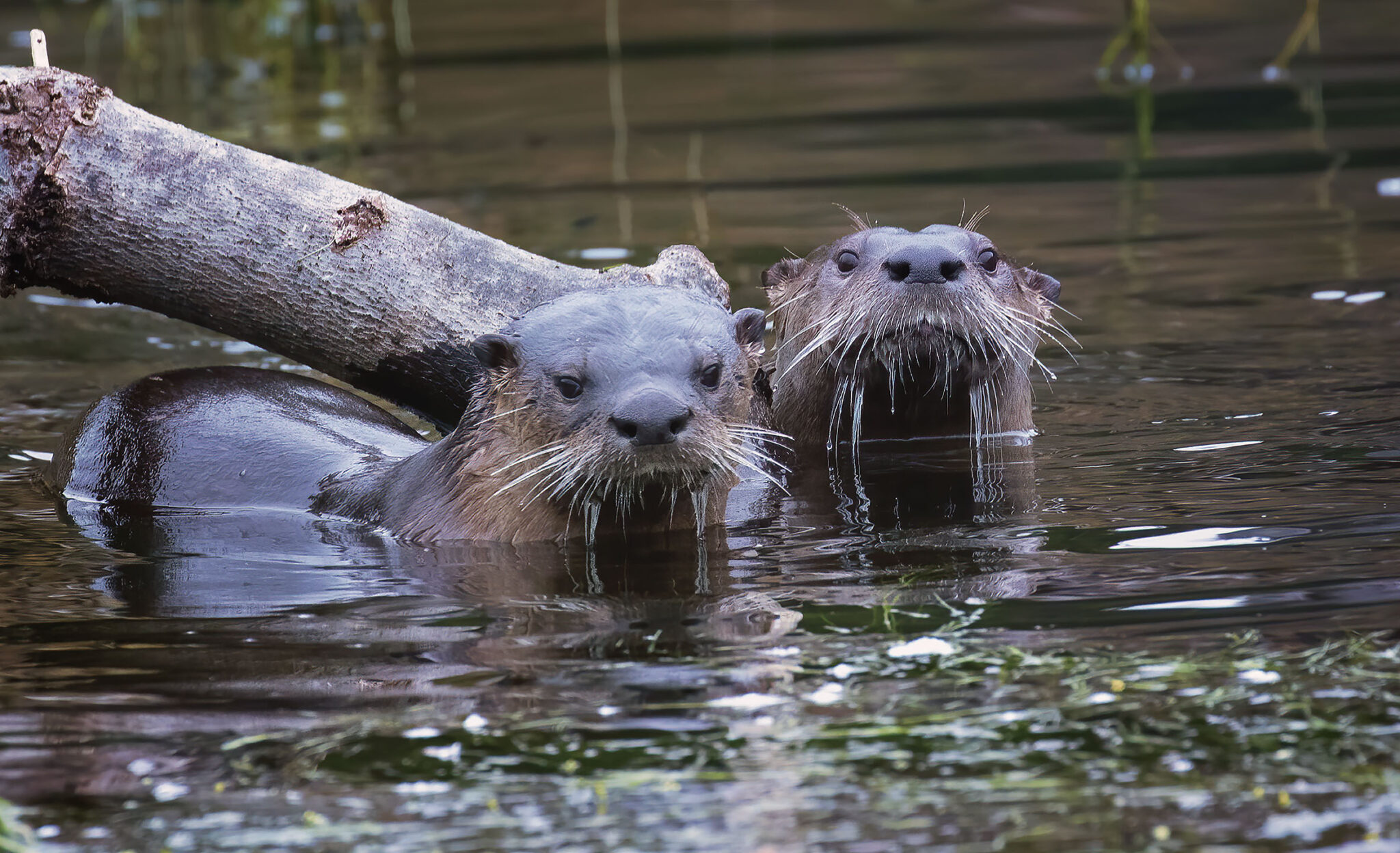 family of River Otters Mendonoma Sightings