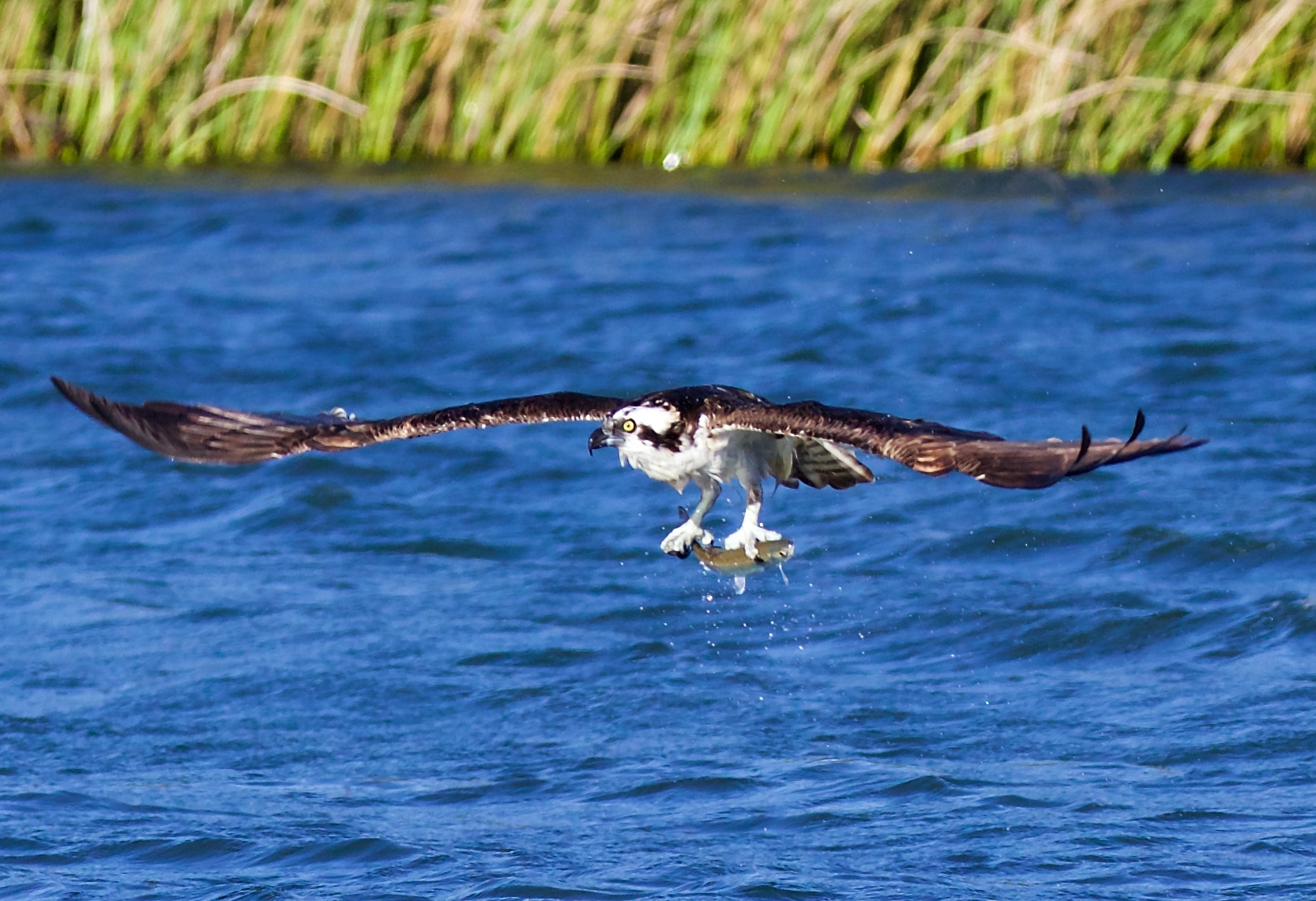 An Osprey fishing, as photographed by Gaily Jackson. – Mendonoma