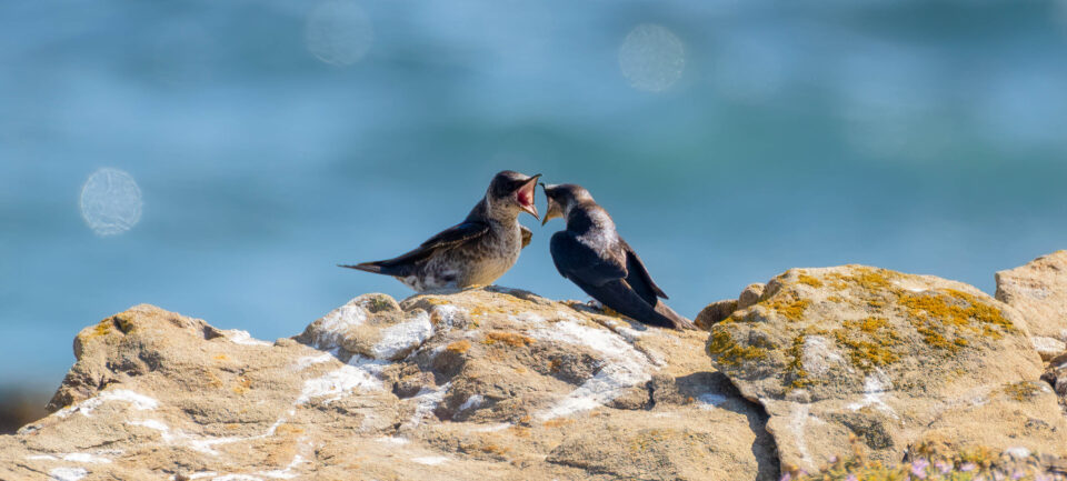 purple martin sightings 2018 purple martin sightings 2018