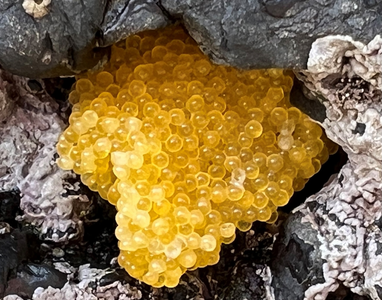 Look at these beautiful golden fish eggs, the eggs of a Plainfin  midshipman, as photographed by Amy Ruegg. – Mendonoma Sightings