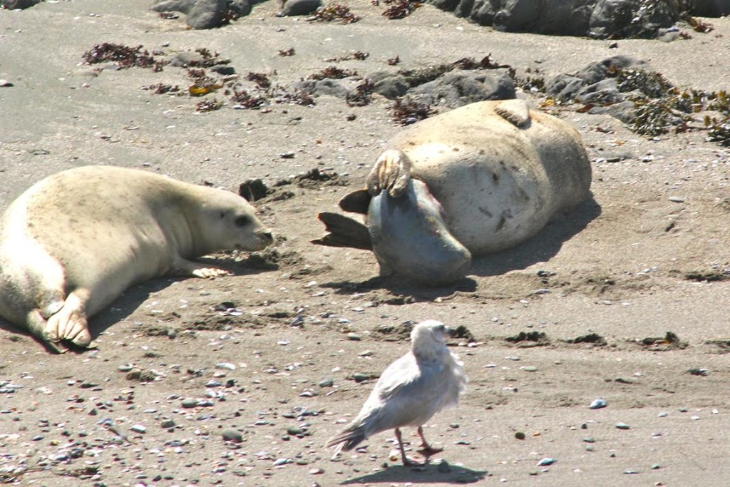 Sea Ranch harbor seals, harbor seals, Sea Ranch, Marine Mammal Center