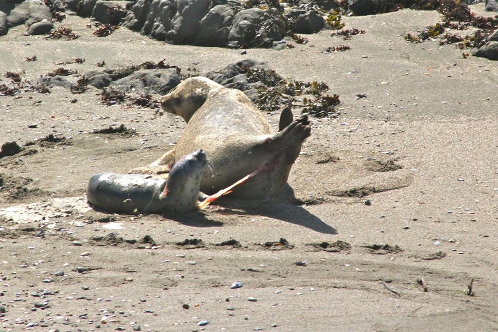 Sea Ranch Harbor seals