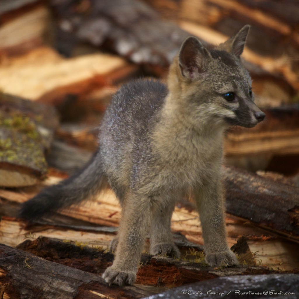 Gray Fox Kits Are They The Cutest Critters On The Mendonoma Coast