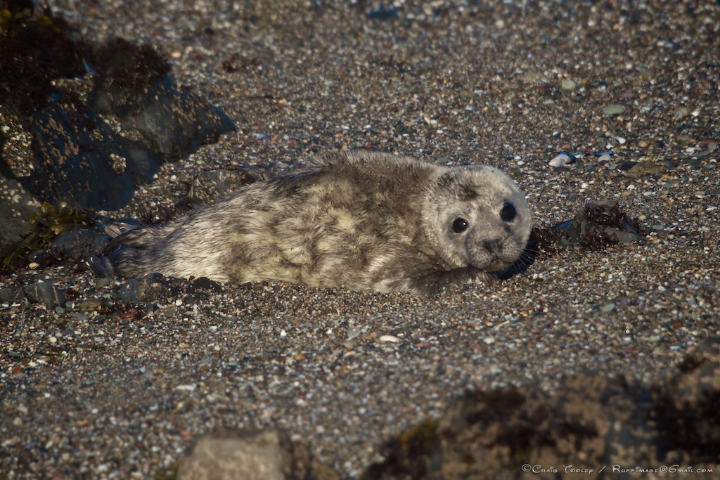 Sea Ranch harbor seals, harbor seals, Sea Ranch, Marine Mammal Center