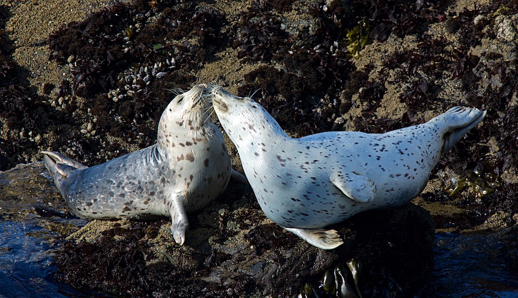 Sea Ranch harbor seals, harbor seals, Sea Ranch, Marine Mammal Center
