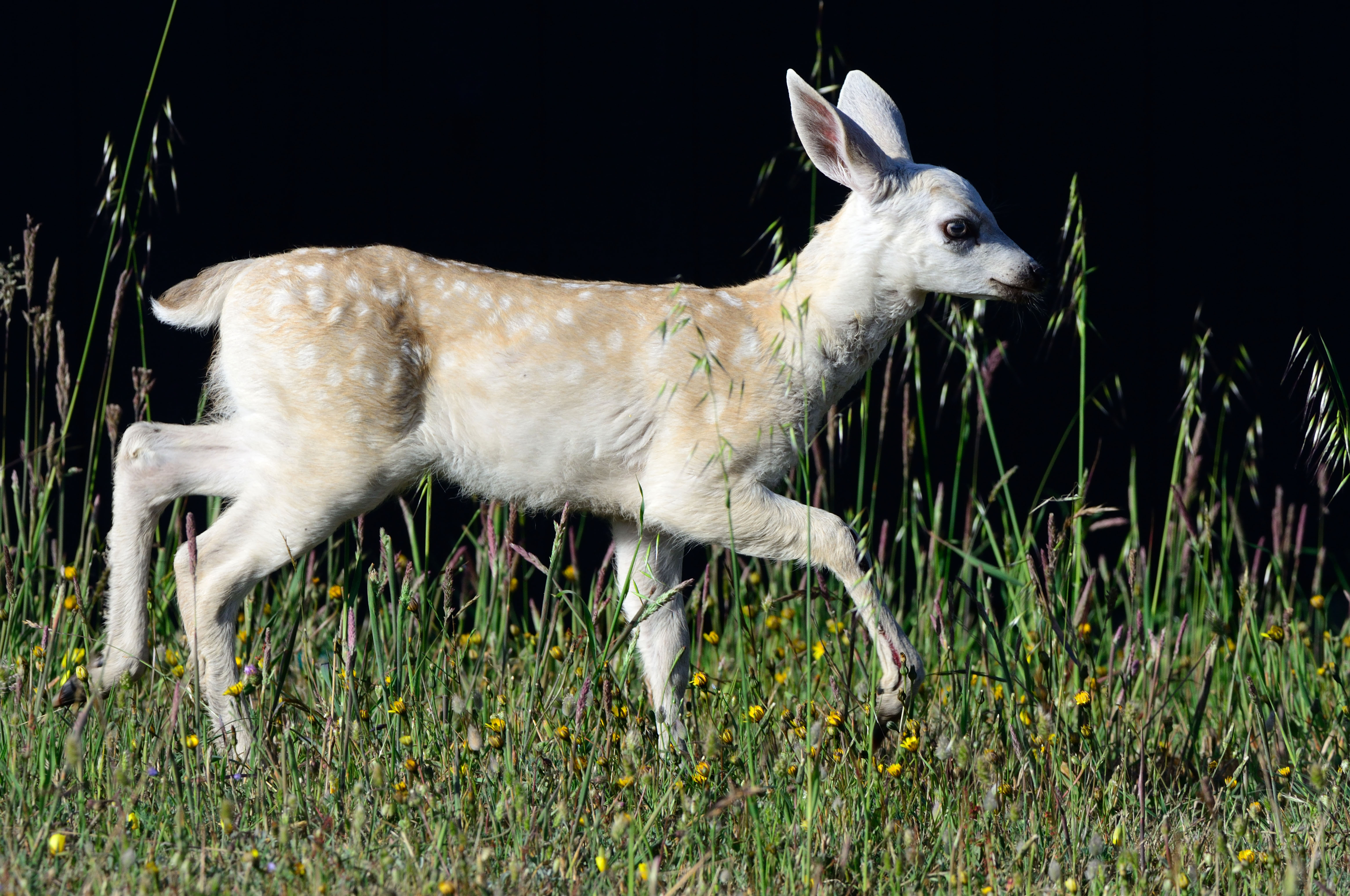 Another nearly-white Fawn was born this year. – Mendonoma Sightings