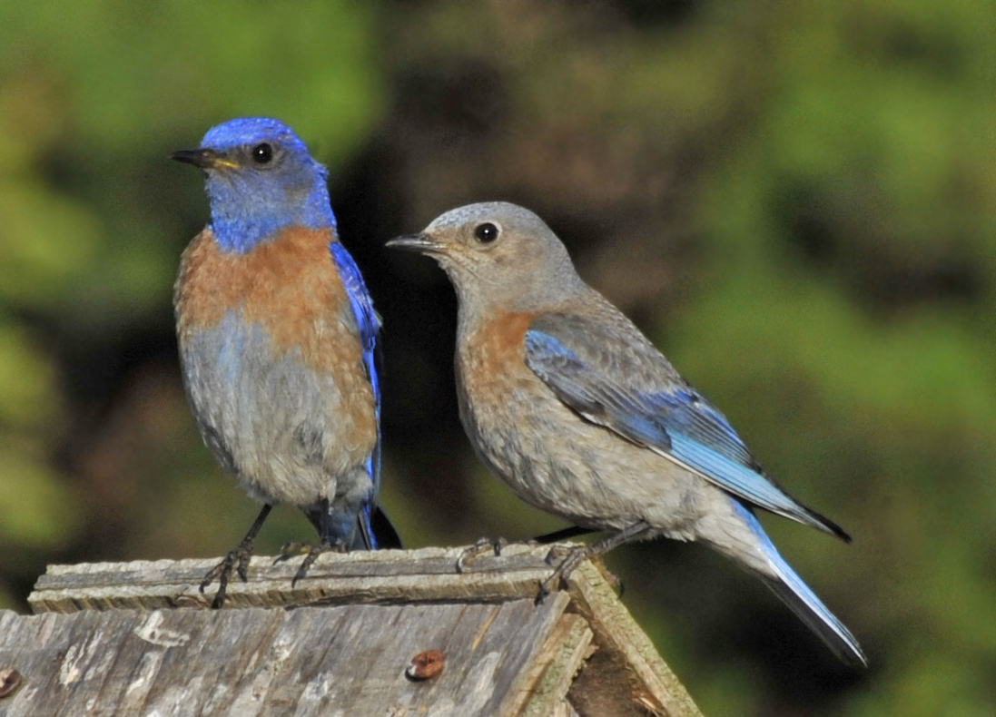 Western Bluebird male and female by Steve Wilcox.