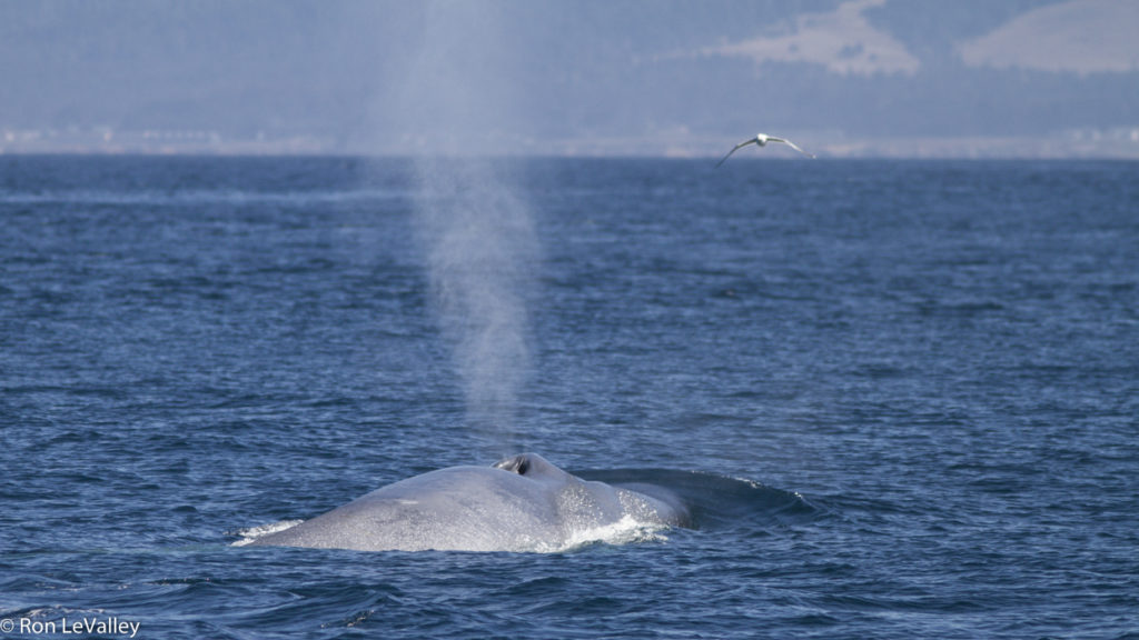 Two Blue whales were seen off of Fort Bragg. Mendonoma Sightings